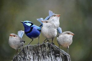 1 апреля - Международный день птиц.