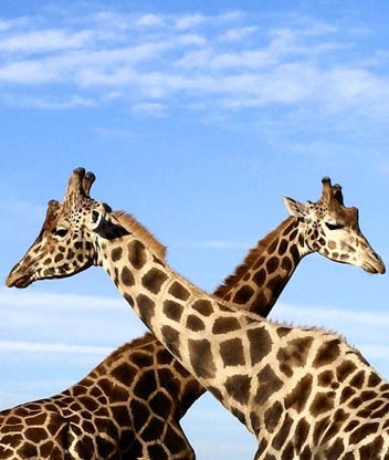 Пара жирафов