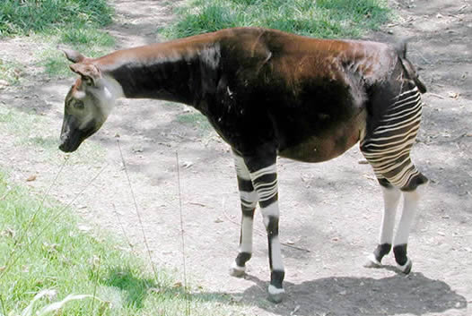 Окапи - парнокопытное млекопитающее семейства жираф.