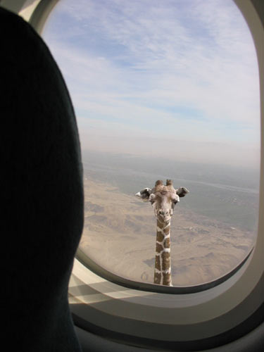 Смешной жираф