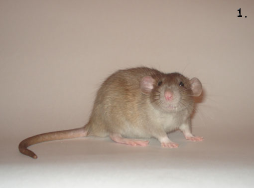 Крыса Дамбо – Ушастая домашняя крыса