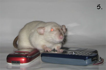 Крыса Дамбо – Ушастая домашняя крыса