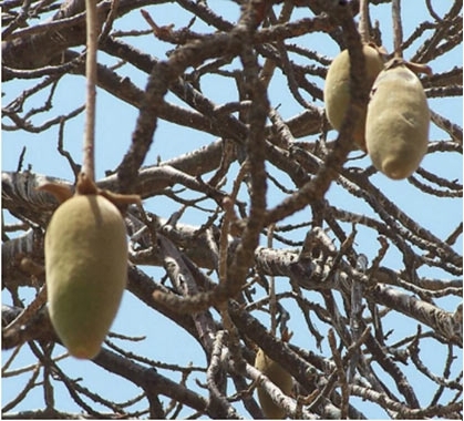 Плод баобаба, висящий на дереве