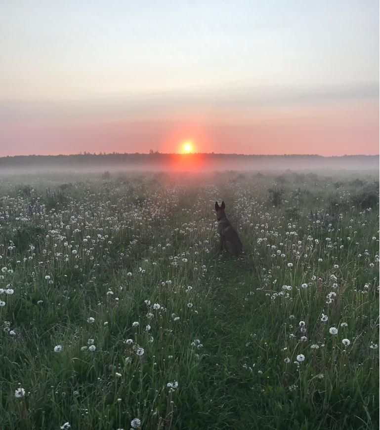 Собака сидит в поле и смотрит на восходящее солнце