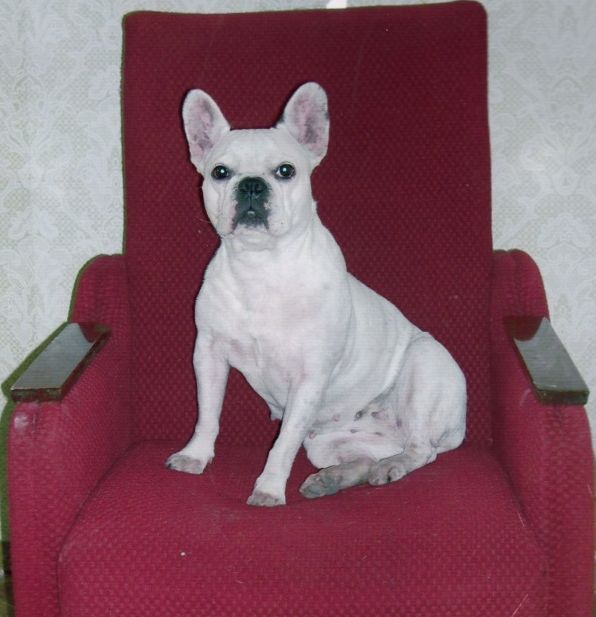 Белый французский бульдог сидит на красном кресле