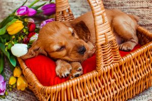 2 июля - Международный день собак
