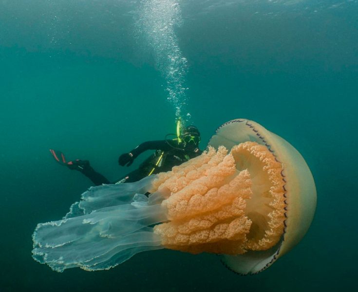 Фото медузы
