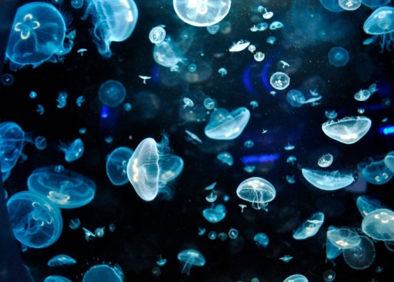 Фото медузы