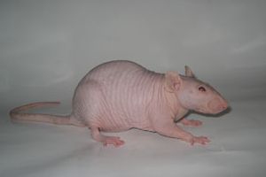 Крыса Сфинкс – лысая домашняя крыса