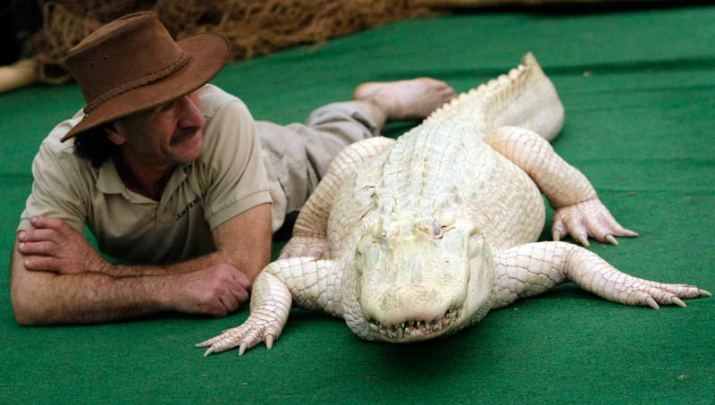 крокодил альбинос