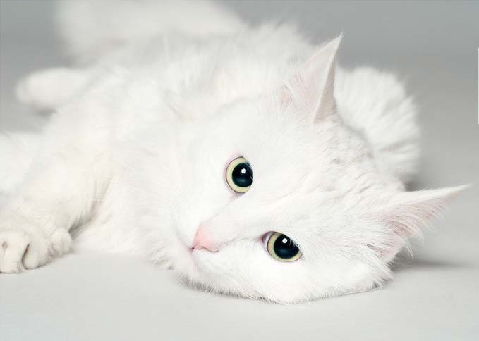 обычная белая кошка