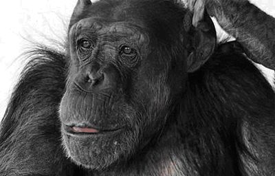 Старейшая обезьяна планеты снималась в первом «Тарзане» 1934 года!