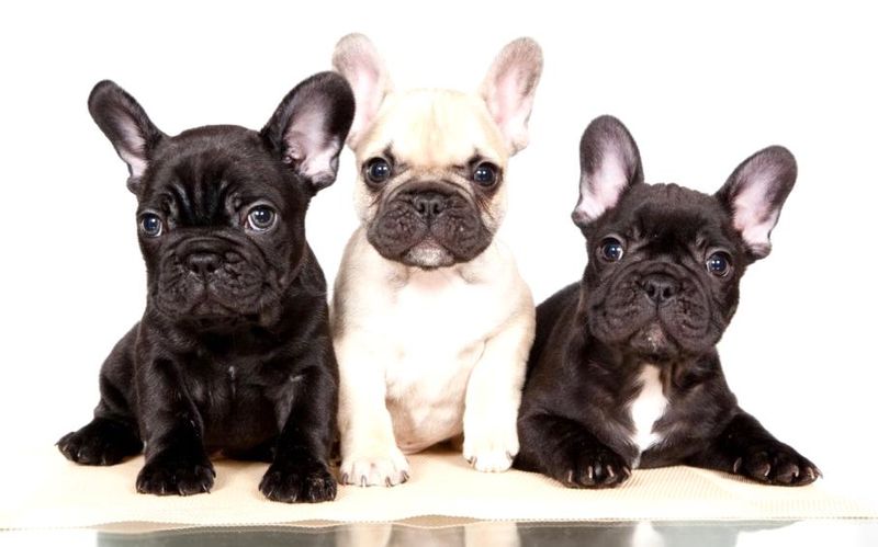 Три щенка французского бульдога