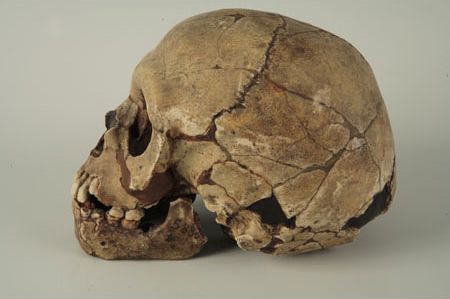 Череп ребенка из грота Тешик-Таш (средний палеолит, Узбекистан).