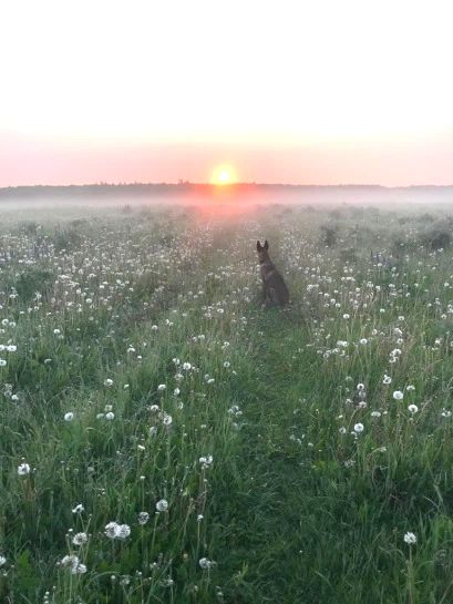 Малинуа смотрит в поле не восход