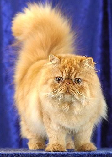 Рыжий персидский кот
