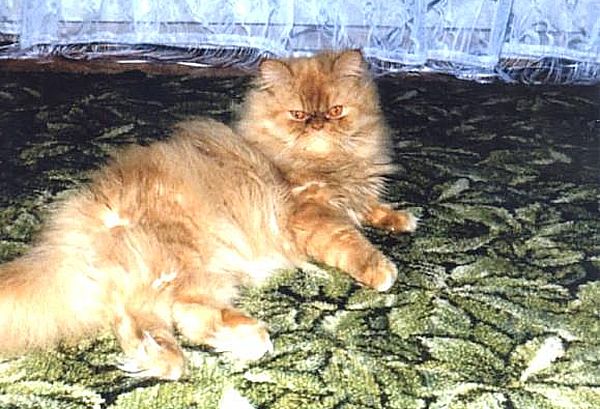 Персидский кот лежит на паласе