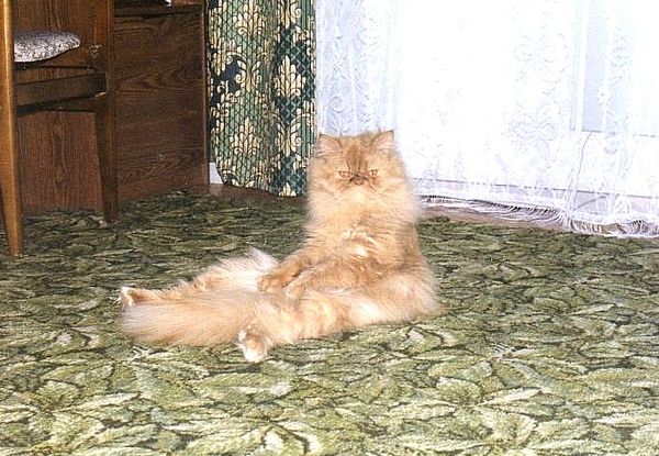 Персидский кот смешно сидит на паласе