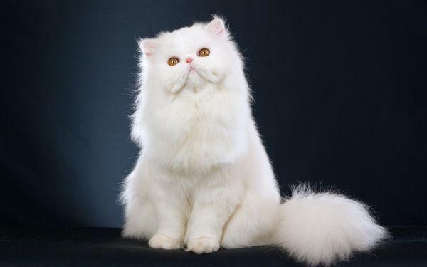 Кошка персидская белая