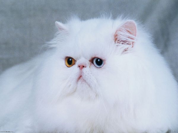Кошка персидская белая с разноокрашенными глазами