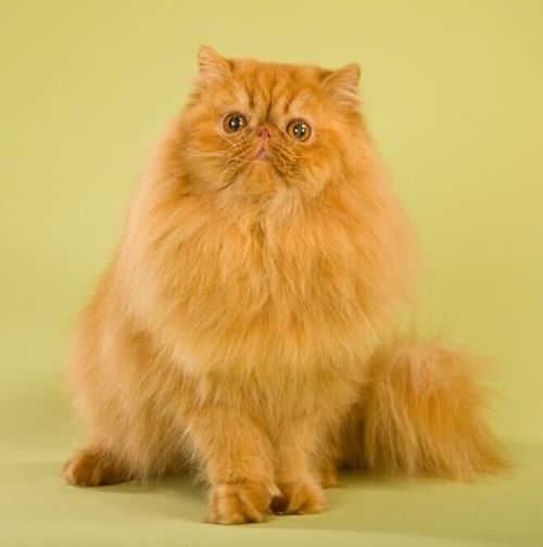 Персидская кошка красного окраса