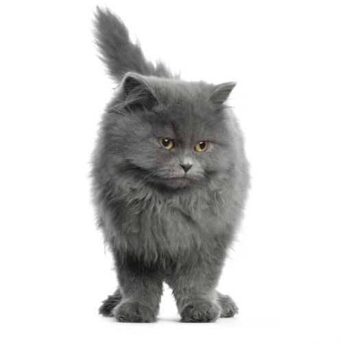 Персидская кошка - zateevo