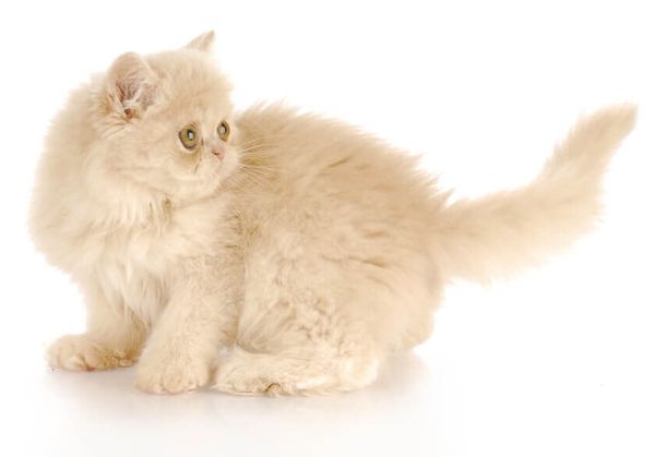 Персидская кошка кремового окраса