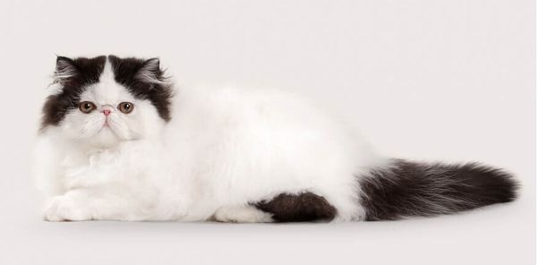 Персидская кошка двухцветного окраса