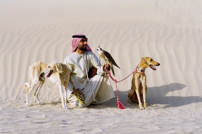 Салюки в пустыне с арабом и соколом