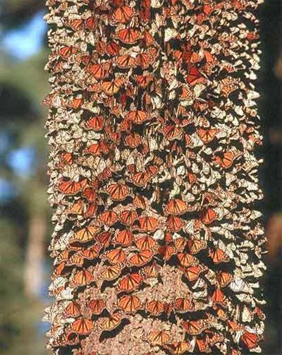 ствол дерева облеплен бабочками