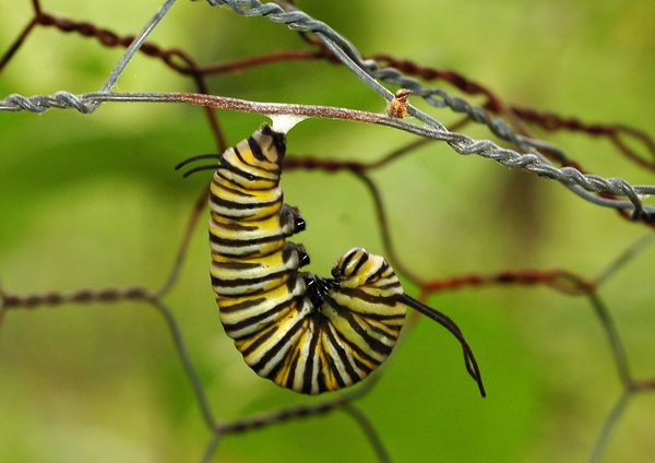 Гусеница монарха закрепляется для превращения в бабочку