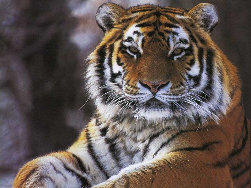 Пристальный взгляд тигра.