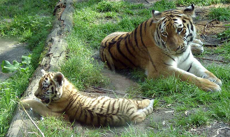 Тигрица с тигрёнком лежат на поляне.