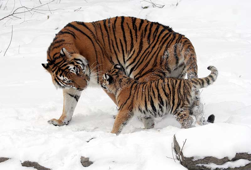 Тигрица с тигрёнком на снегу.