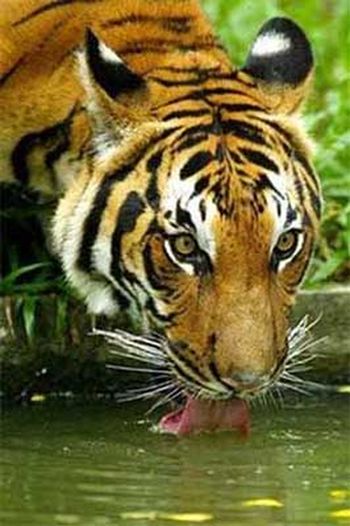 Тигр лакает из водоёма.