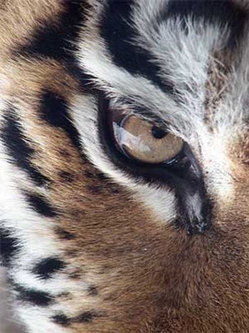 Глаз золотого тигра.