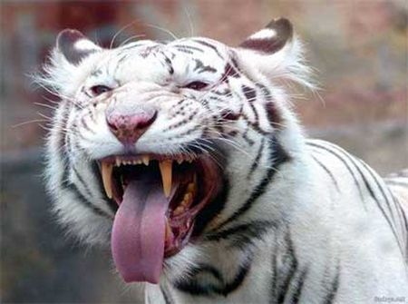 Рычащий белый тигр.