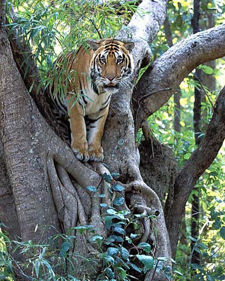 Тигр оглядывает владения с дерева.
