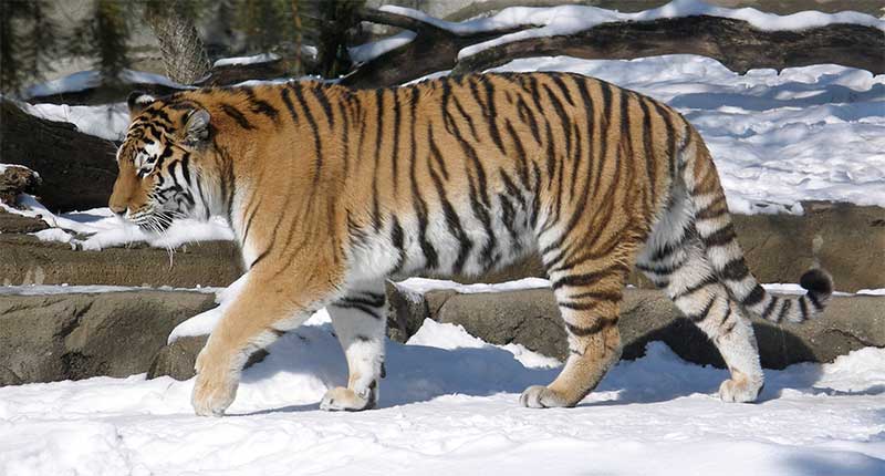 Грациозный и мощный тигр.