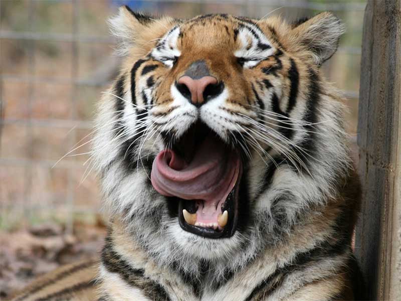Зевающий тигр показывает свой язык.