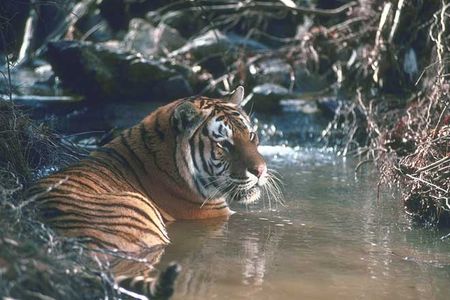 Тигр принимает ванну.