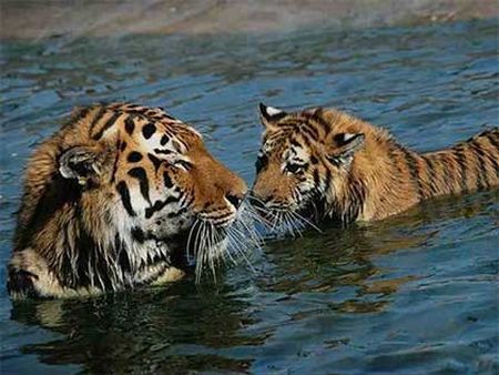 Тигры отдыхают в воде.