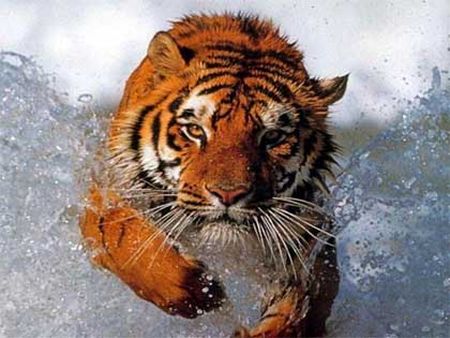 Тигр мощно бежит по воде.