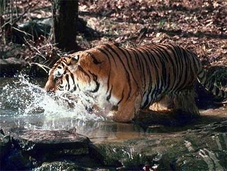 Тигр жадно пьющий из водоёма.