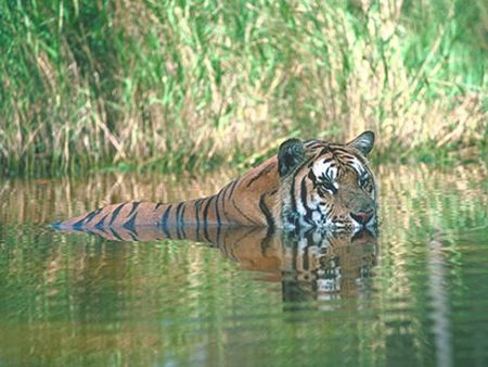 Тигр, погрузившись по шею в воду.