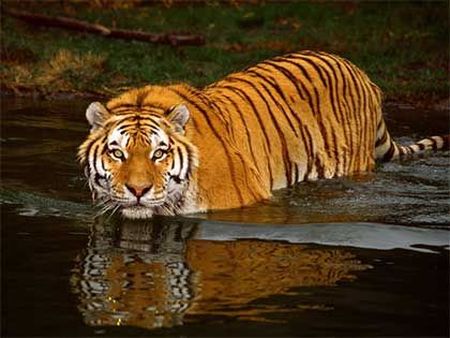 Тигр бредущий по воде.