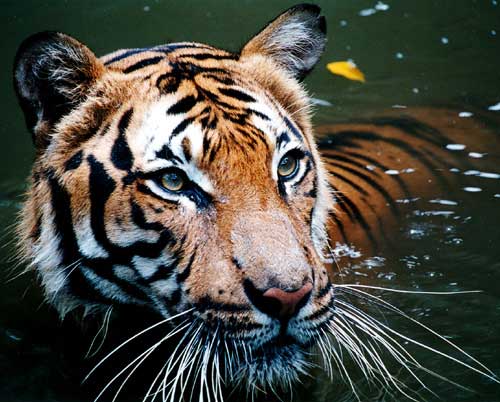 Тигр спасается от жары в воде.