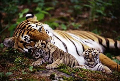 Тигрица с тигрятами.