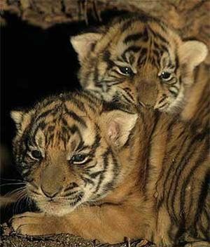 Тигрята в укрытие.