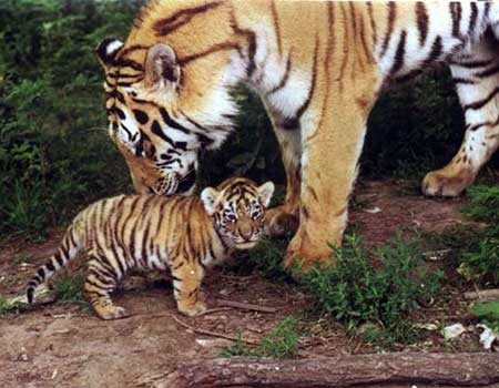Тигрица умывает тигрёнка.